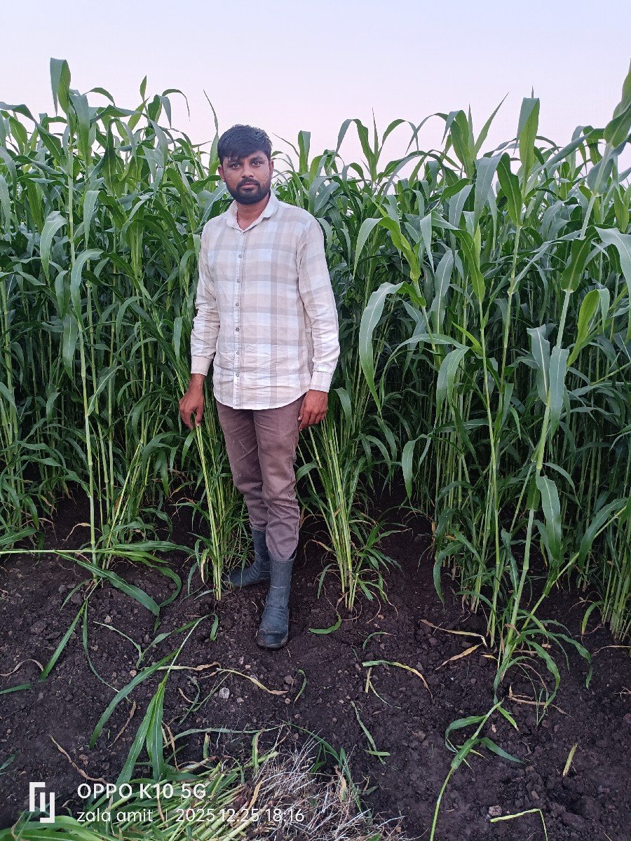 લીલી જુવાર