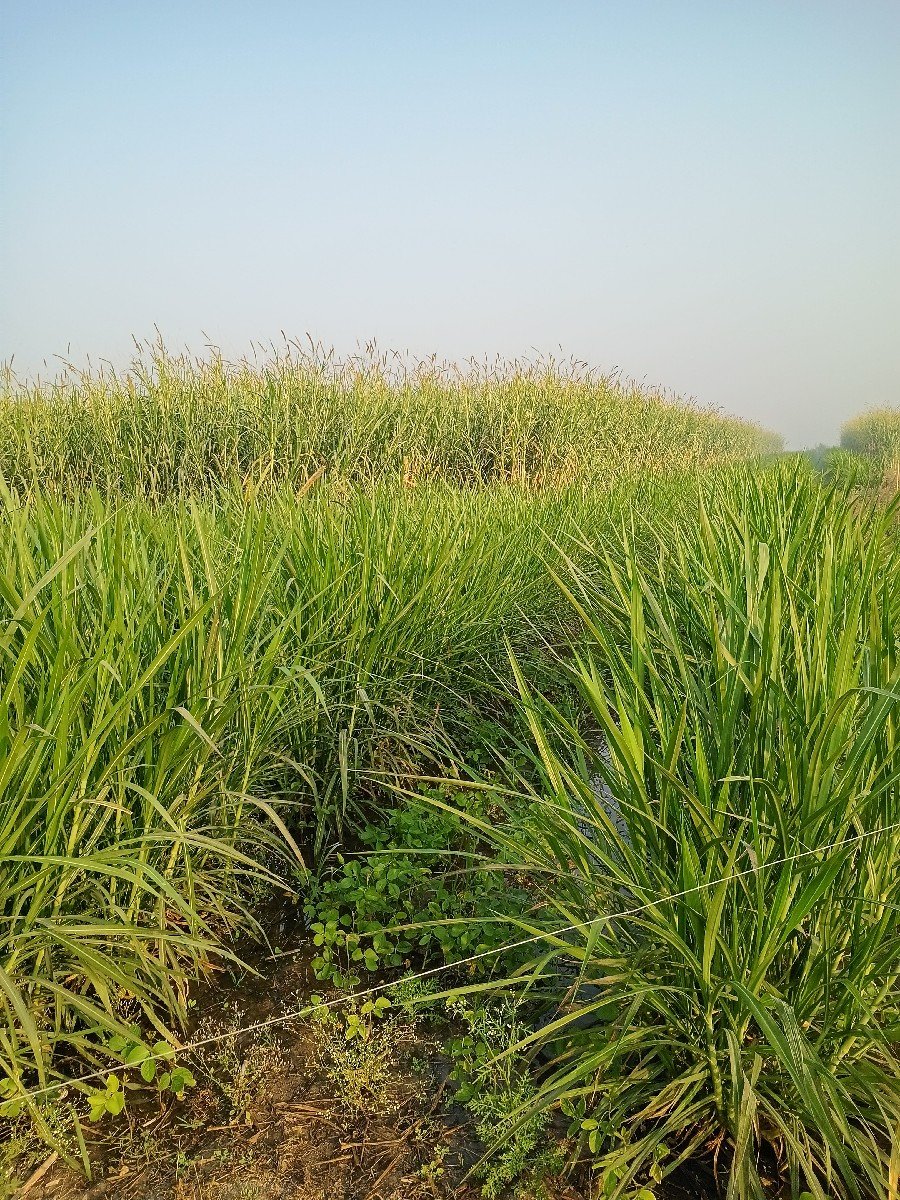 nepiyar
