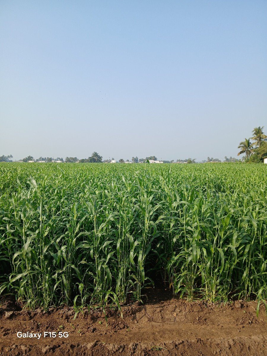 જુવાર વેસવાનીછે