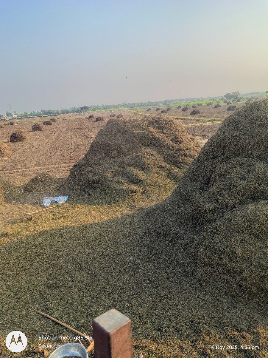 ભૂકો (પાલો) વેચવાનો છે