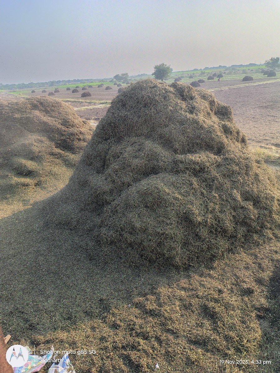 ભૂકો (પાલો) વેચવાનો છે