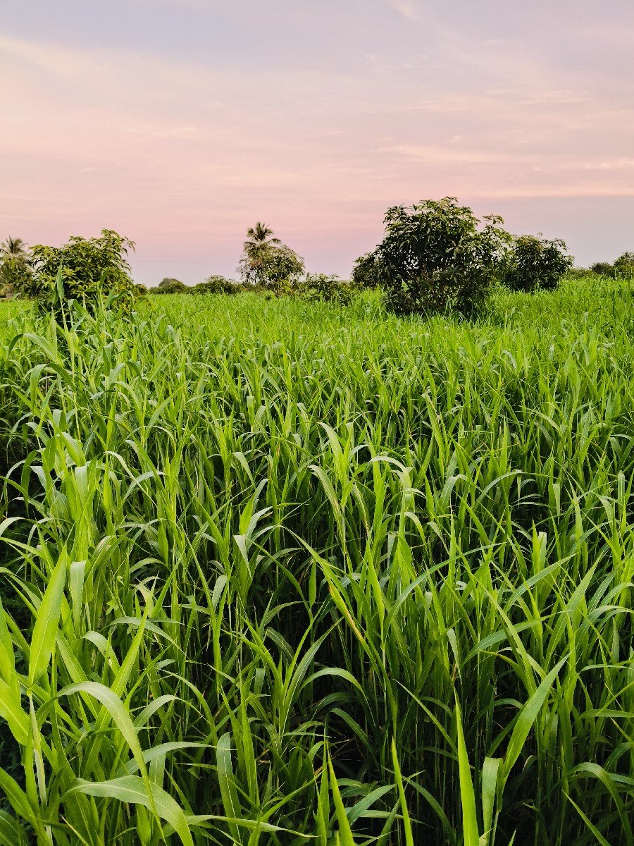 જુવાર ની લીલી નિરણ વેચવાની છે