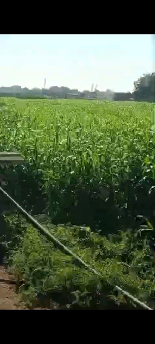 જુવાર