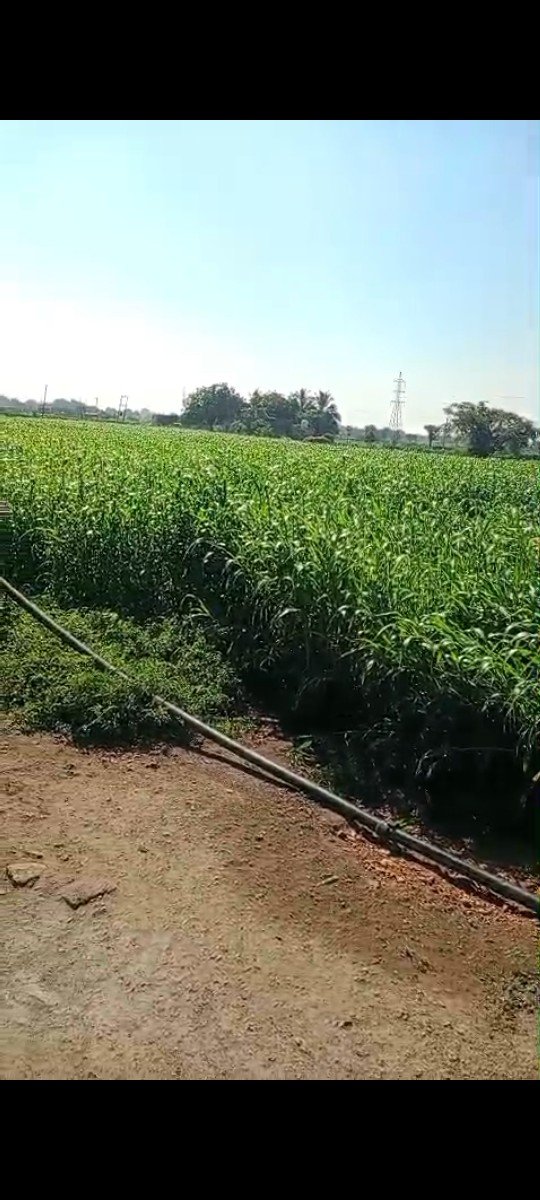 જુવાર