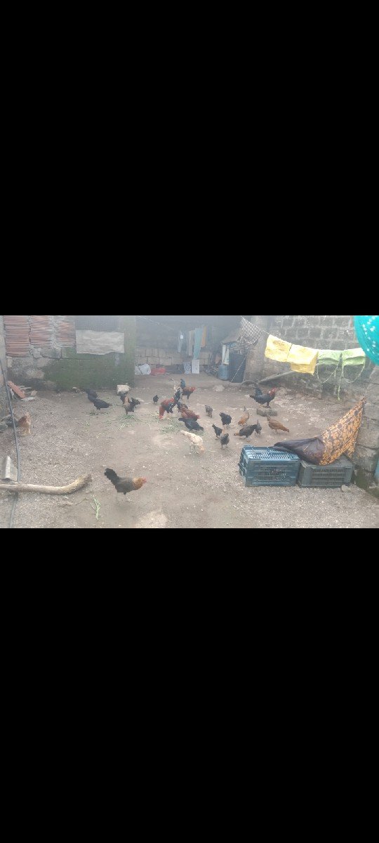 દેસી કુકડા ના સાટા કરવા  ના છે