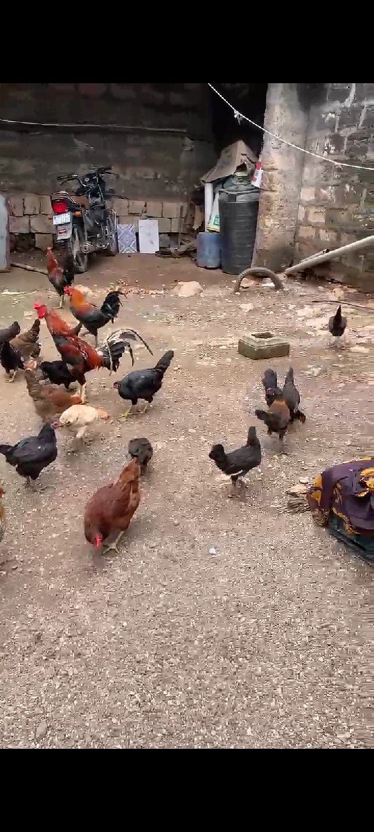 દેસી કુકડા ના સાટા કરવા  ના છે