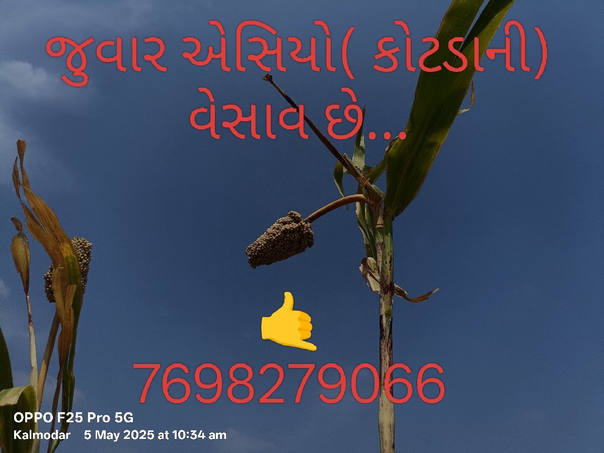 જુવાર એચ્યો ( કોટડાની ) વેચવાની