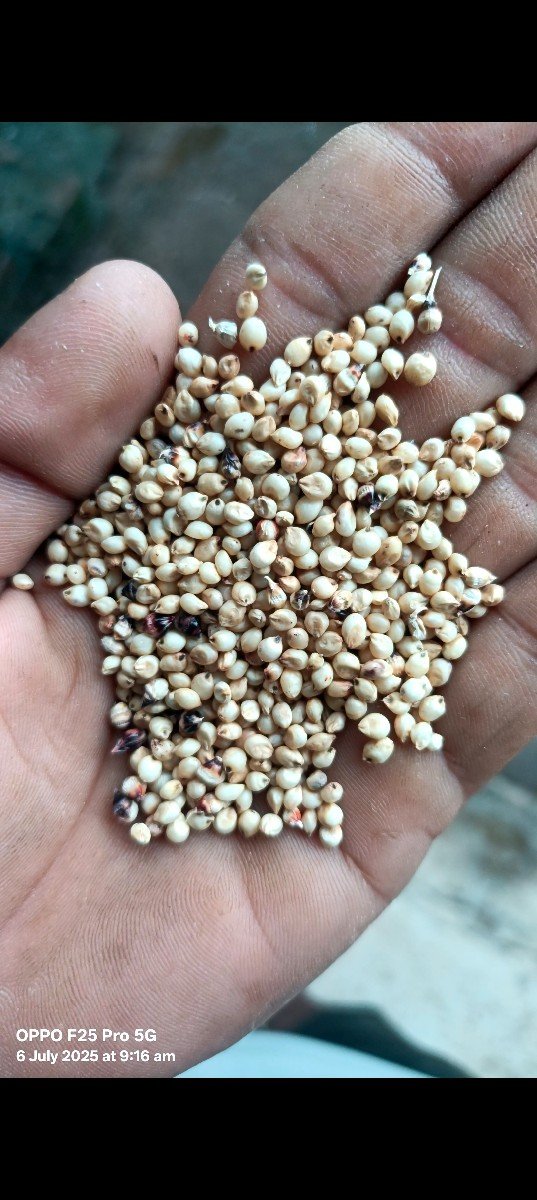 જુવાર એચ્યો ( કોટડાની ) વેચવાની