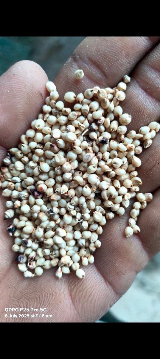 જુવાર એચ્યો ( કોટડાની ) વેચવાની