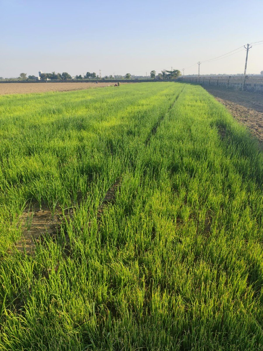 ડુંગળી નો રોપ