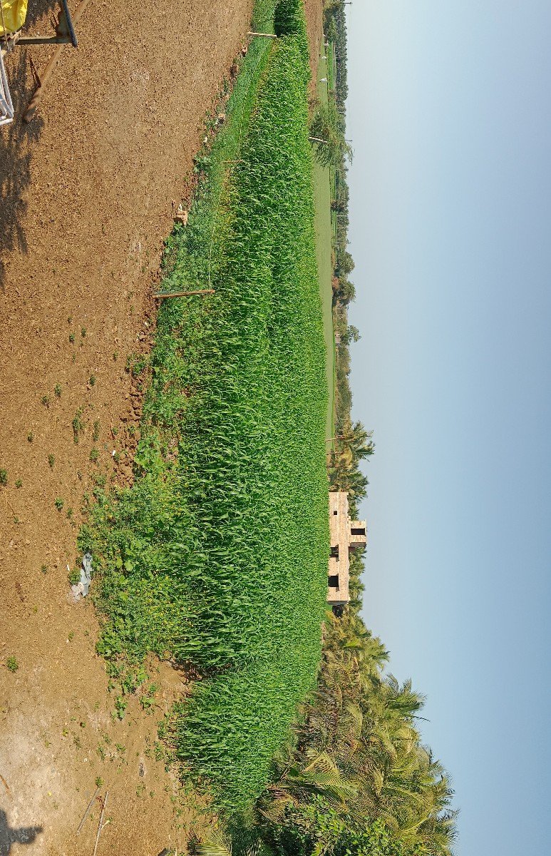 લીલી જુવાર વેચવાની છે