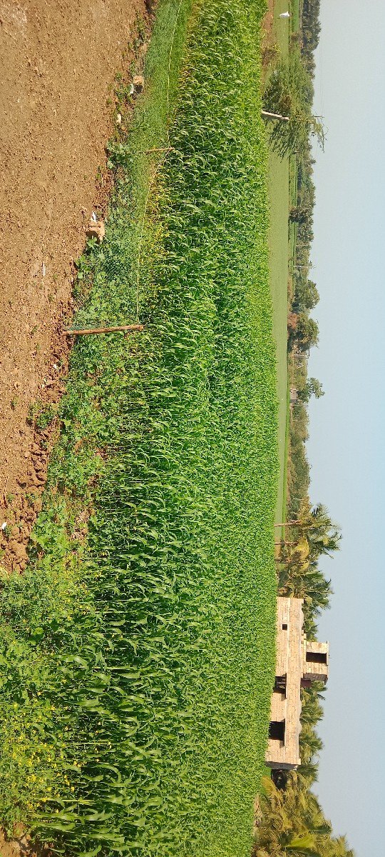 લીલી જુવાર વેચવાની છે