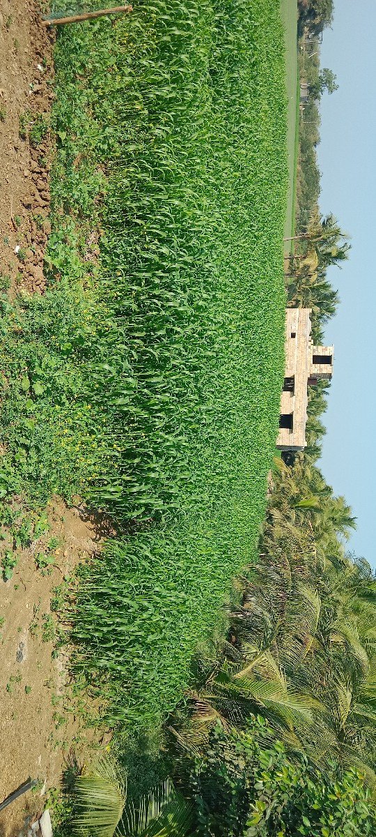 લીલી જુવાર વેચવાની છે