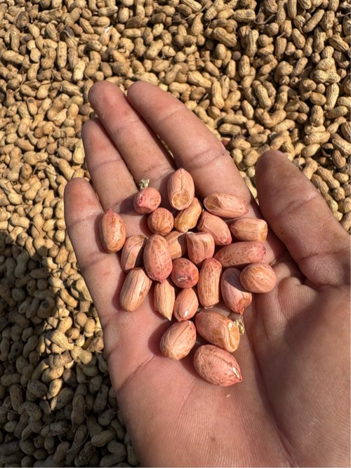 મગફળી વેચવાની સે