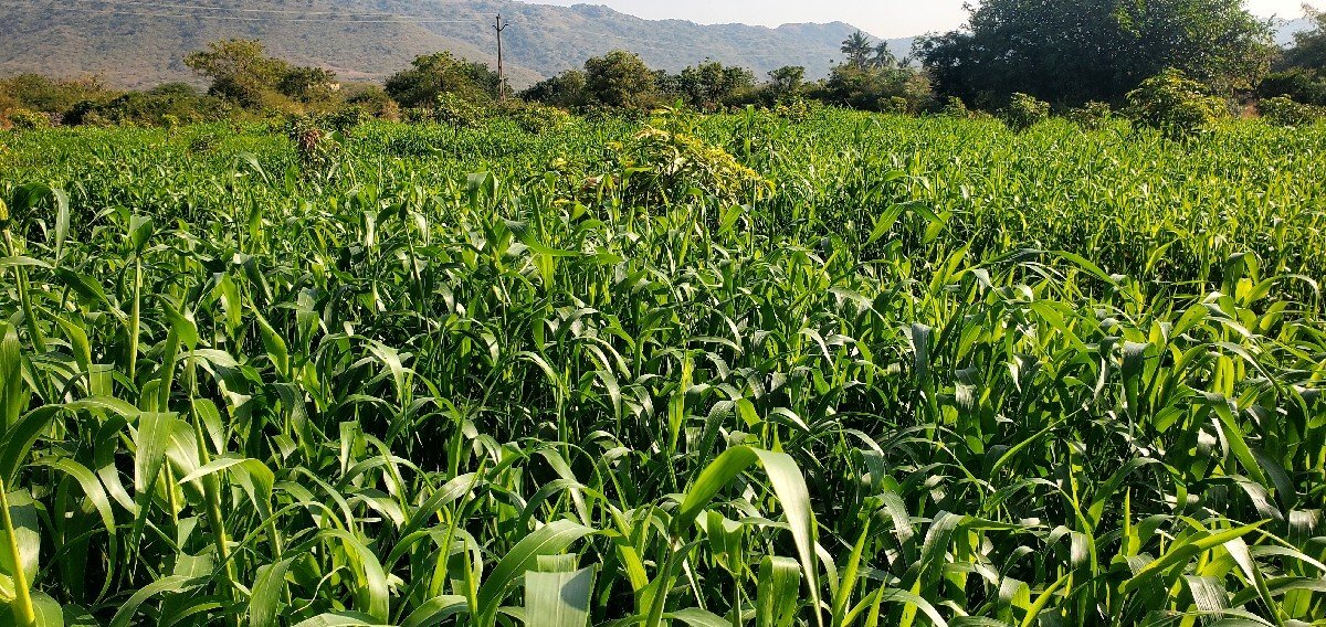 જુવાર ઉભો ઘેરો વેચવા નો છે ૬ વી