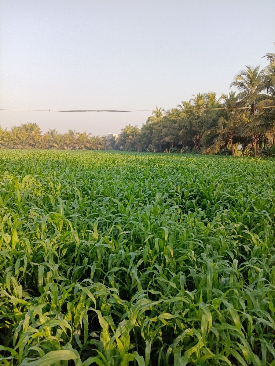 મકાઈ લિલી વેચવાની છે