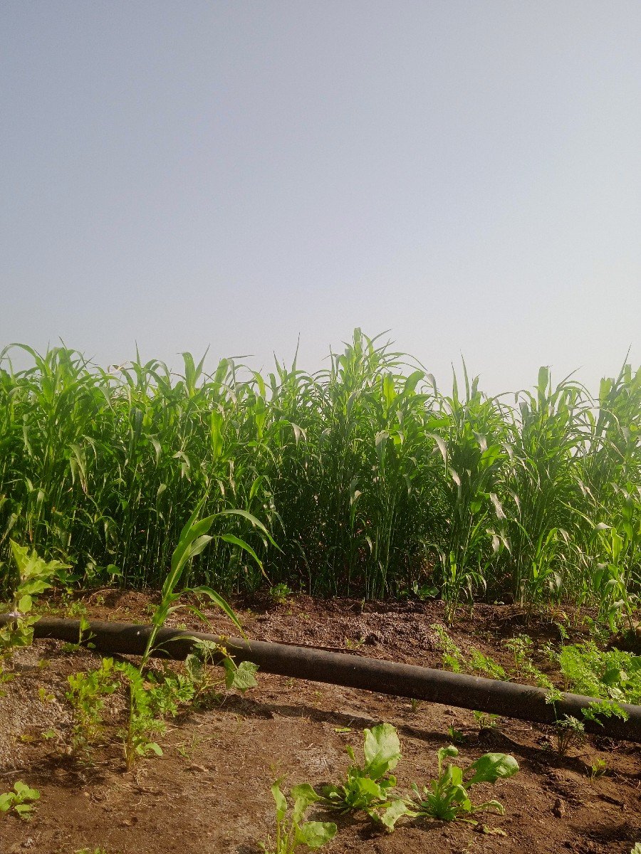 જવાર