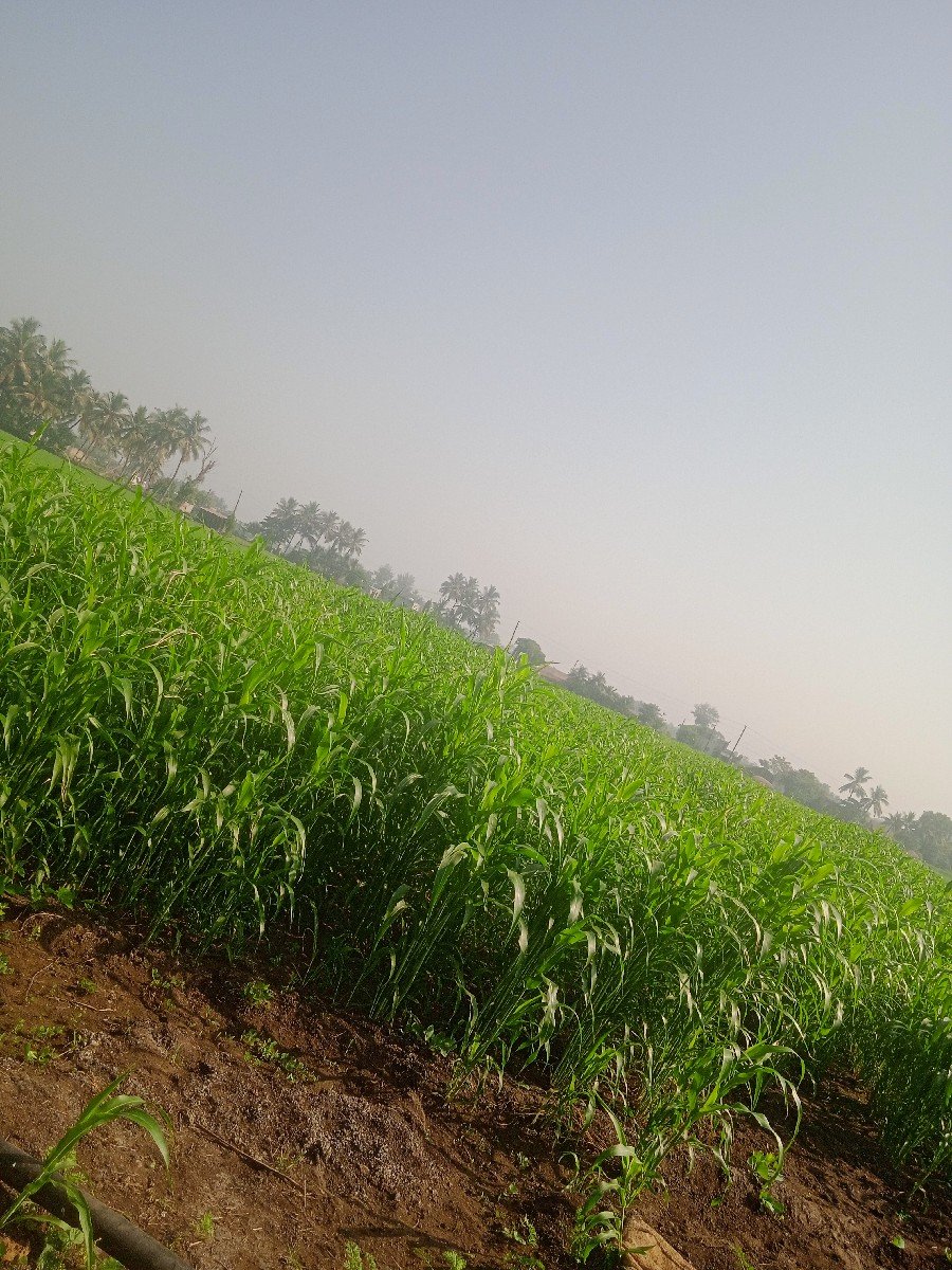 જવાર