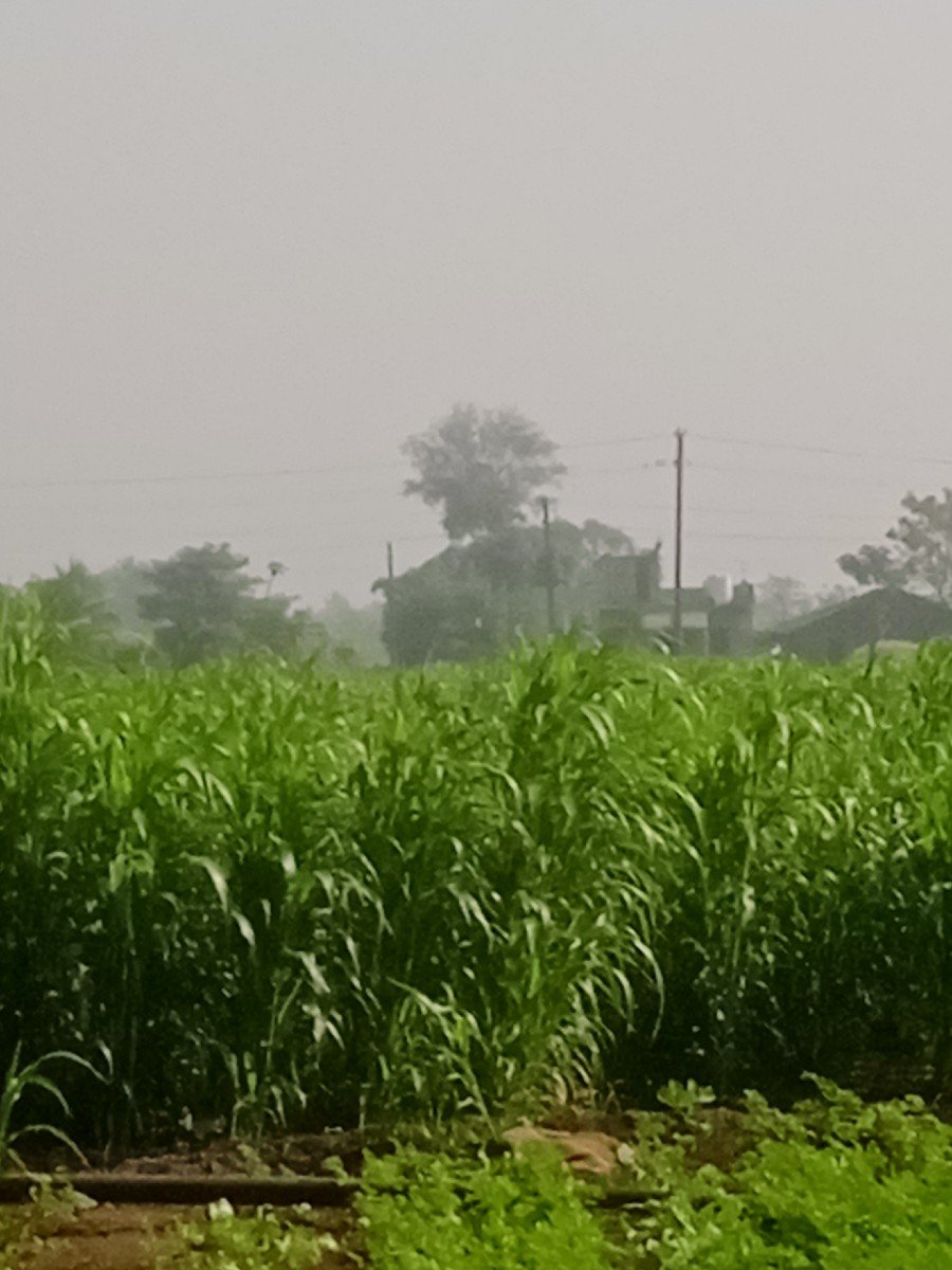 જવાર
