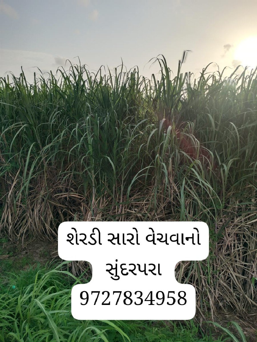 શેરડીના ચારો
