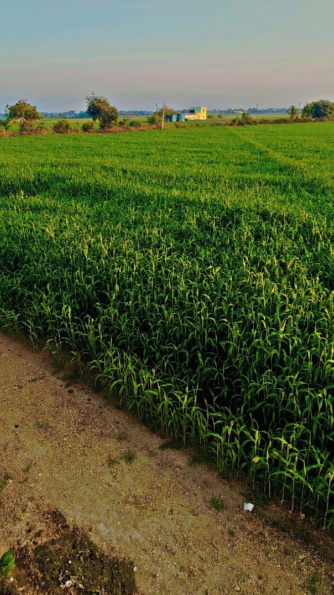 લીલી શાર