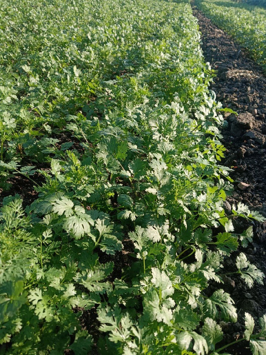 કોથમી 3 વિઘા ની દેવાની છે