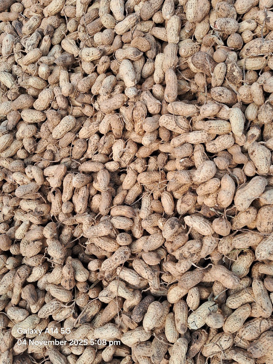 મગફળી G22 નંબર વેચવાની છે