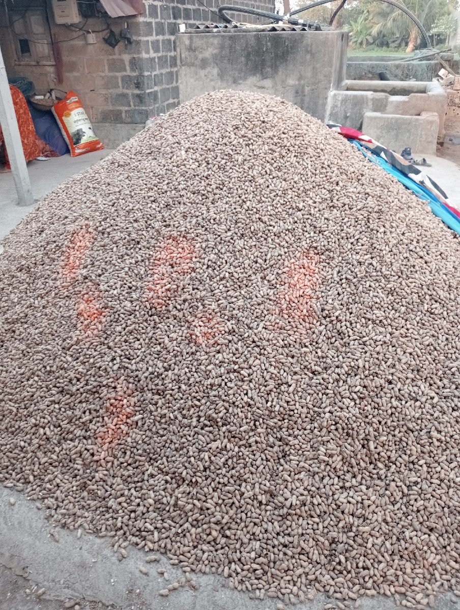 g ૨૦ માંડવી બિયારણમા વેચવાની છે