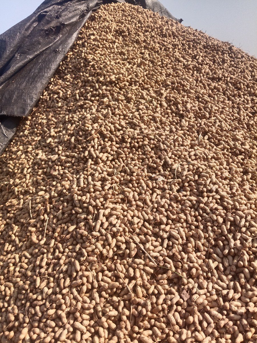 128 નબર માંડવી કોરી બીમા આપવાની છે