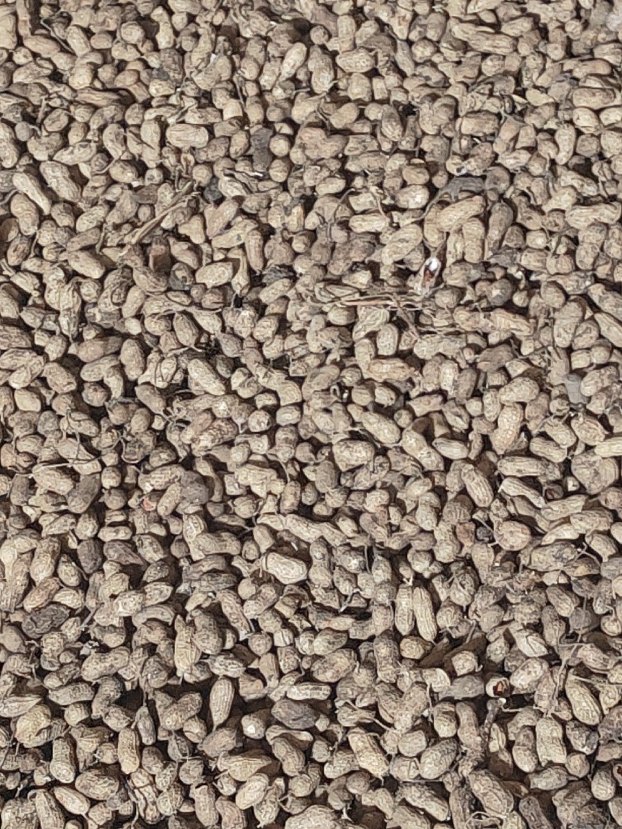 બિયારણ