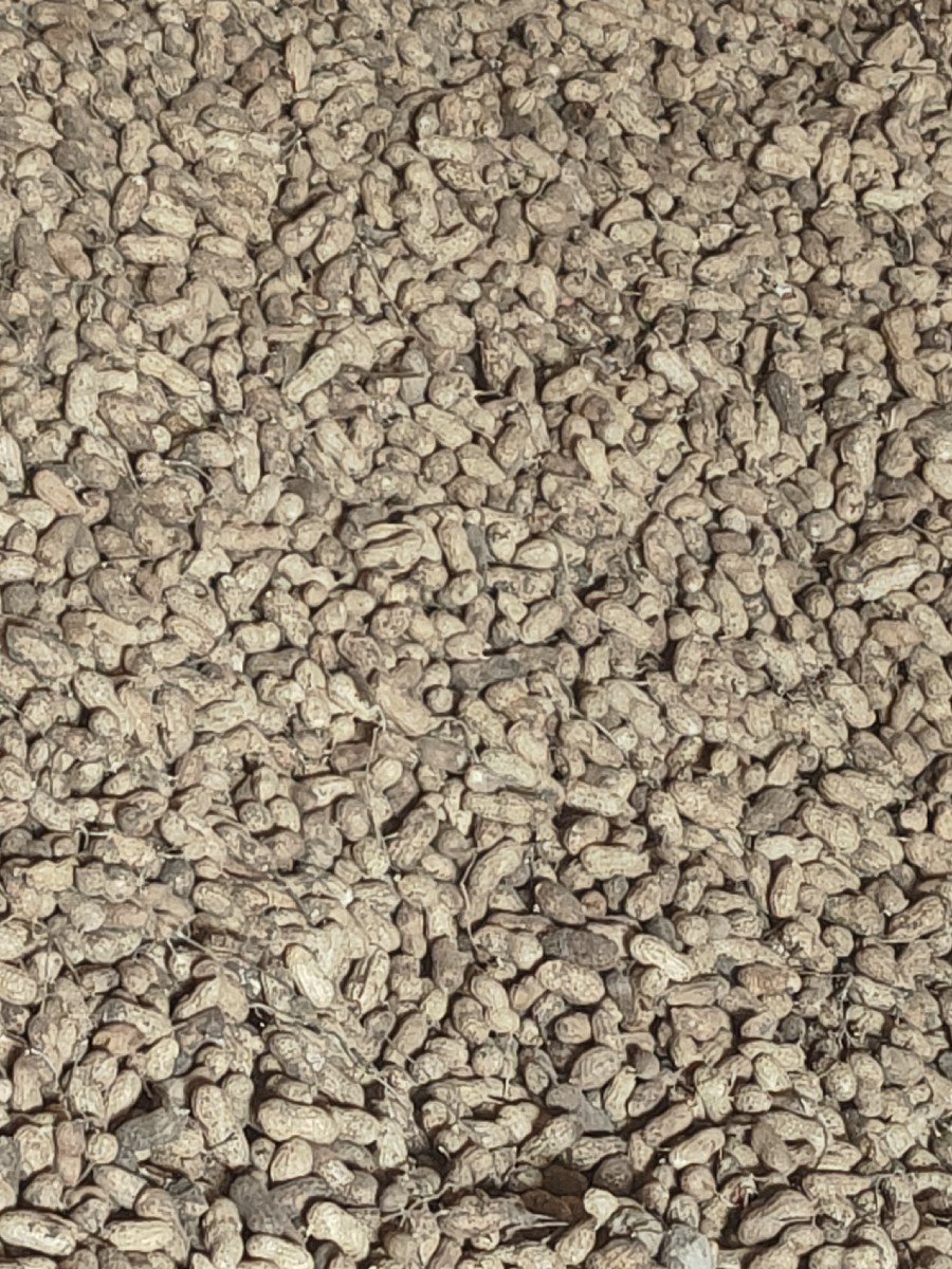 બિયારણ