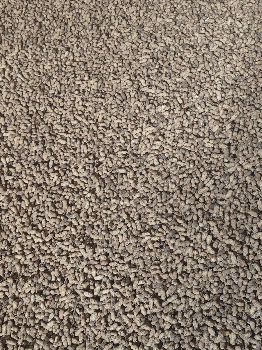 બિયારણ