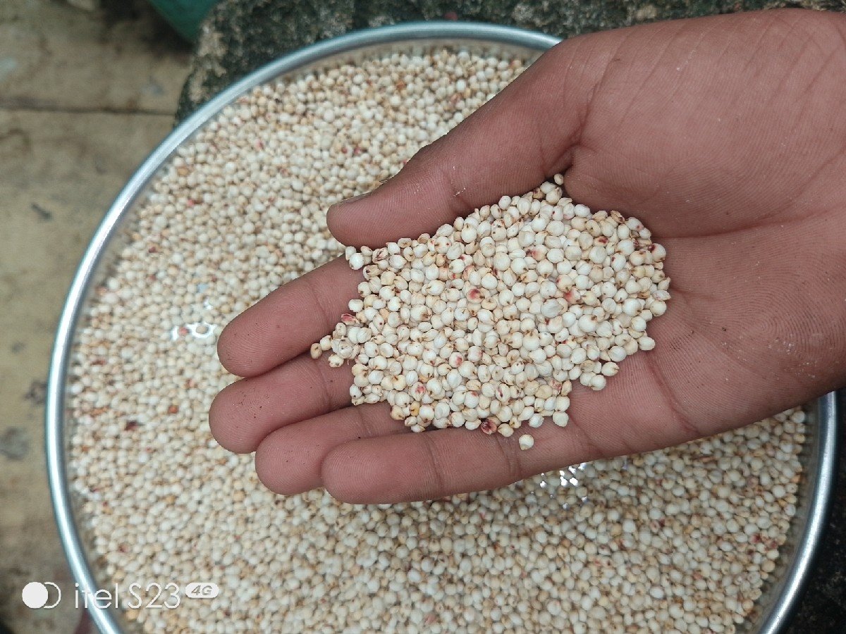 નાથાભાઈ    8128872864
