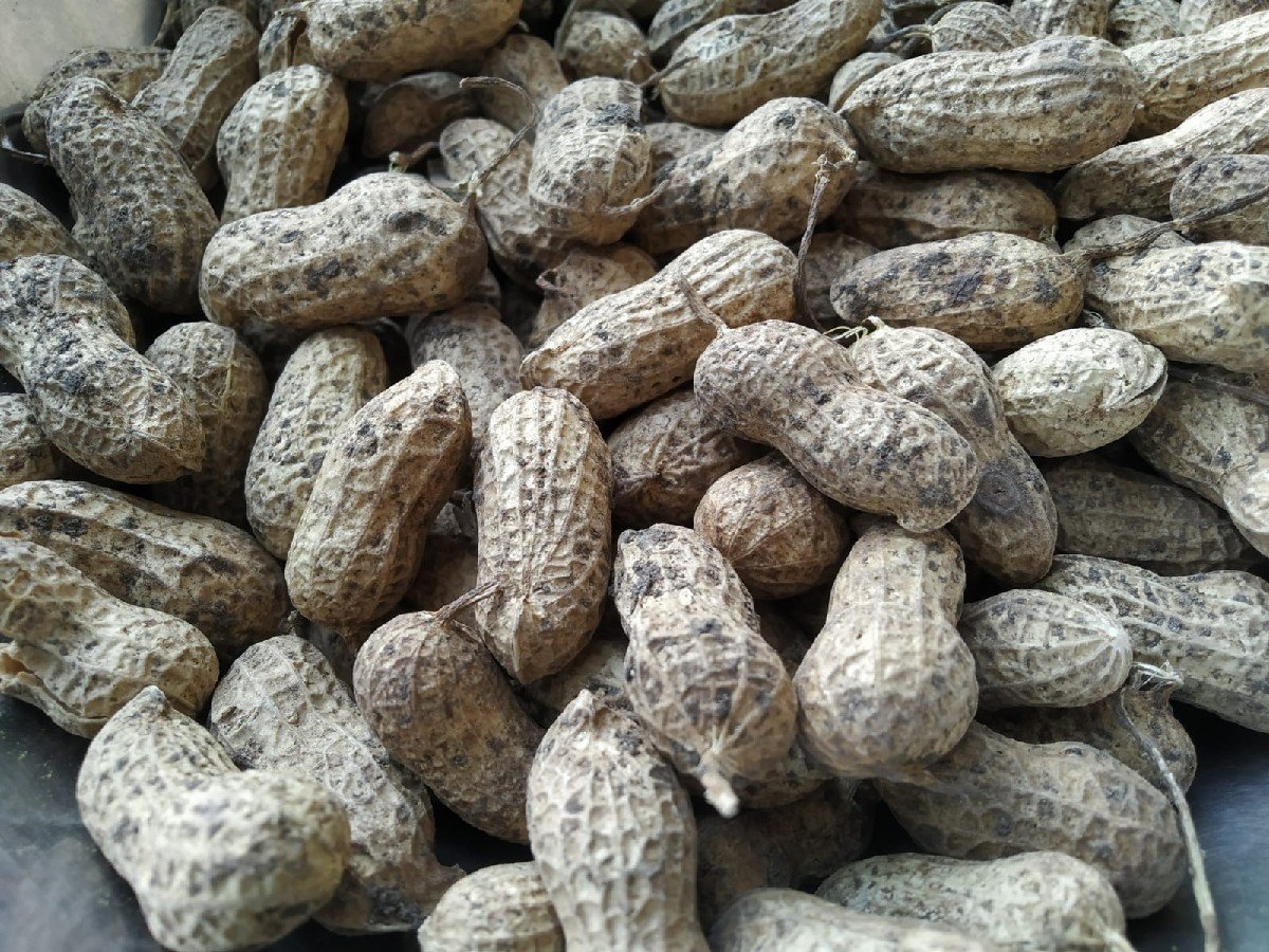 G45 મગફળી  વેચવાની છે
