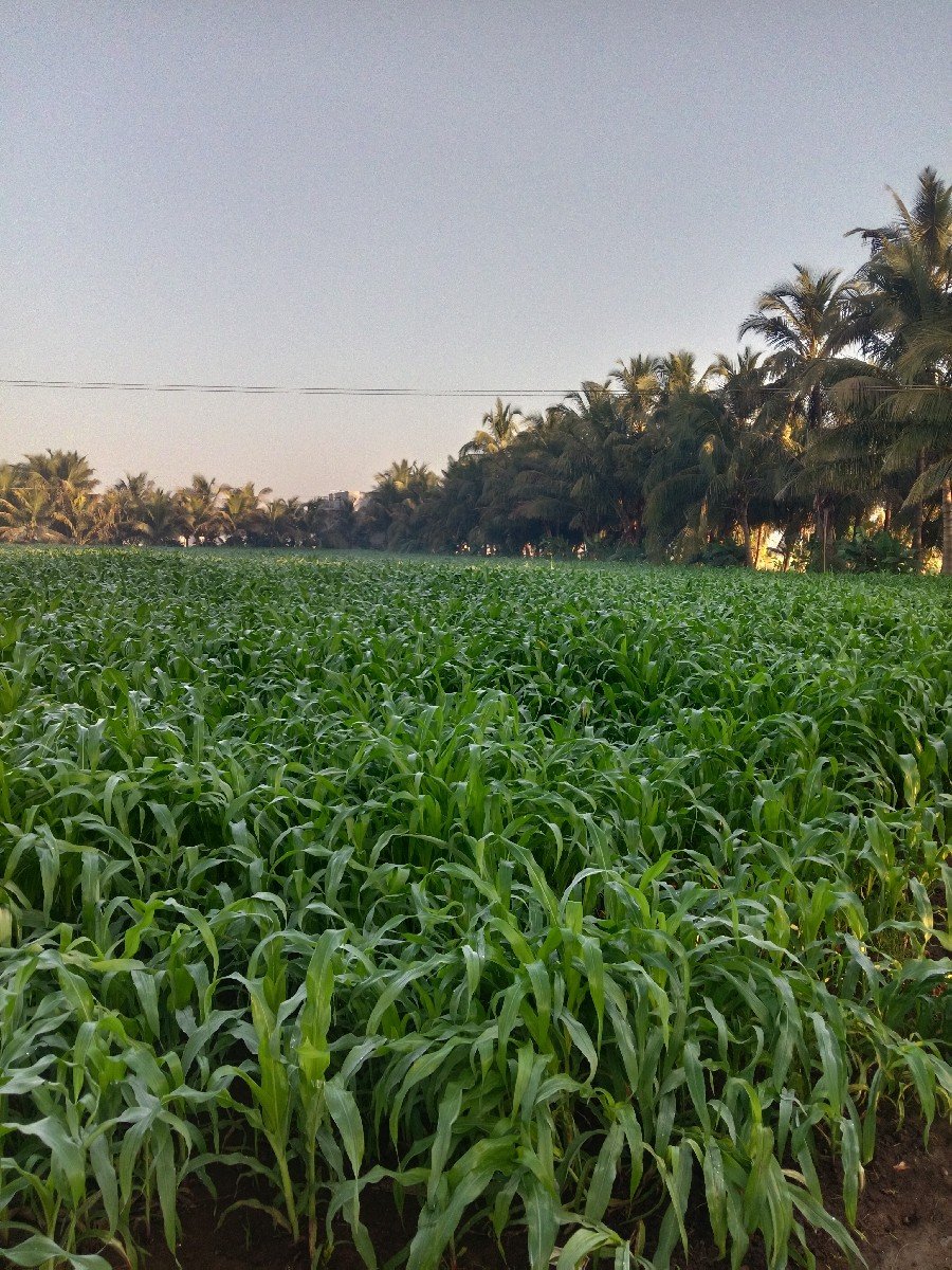 મકાઈ લિલી વેચવાની છે