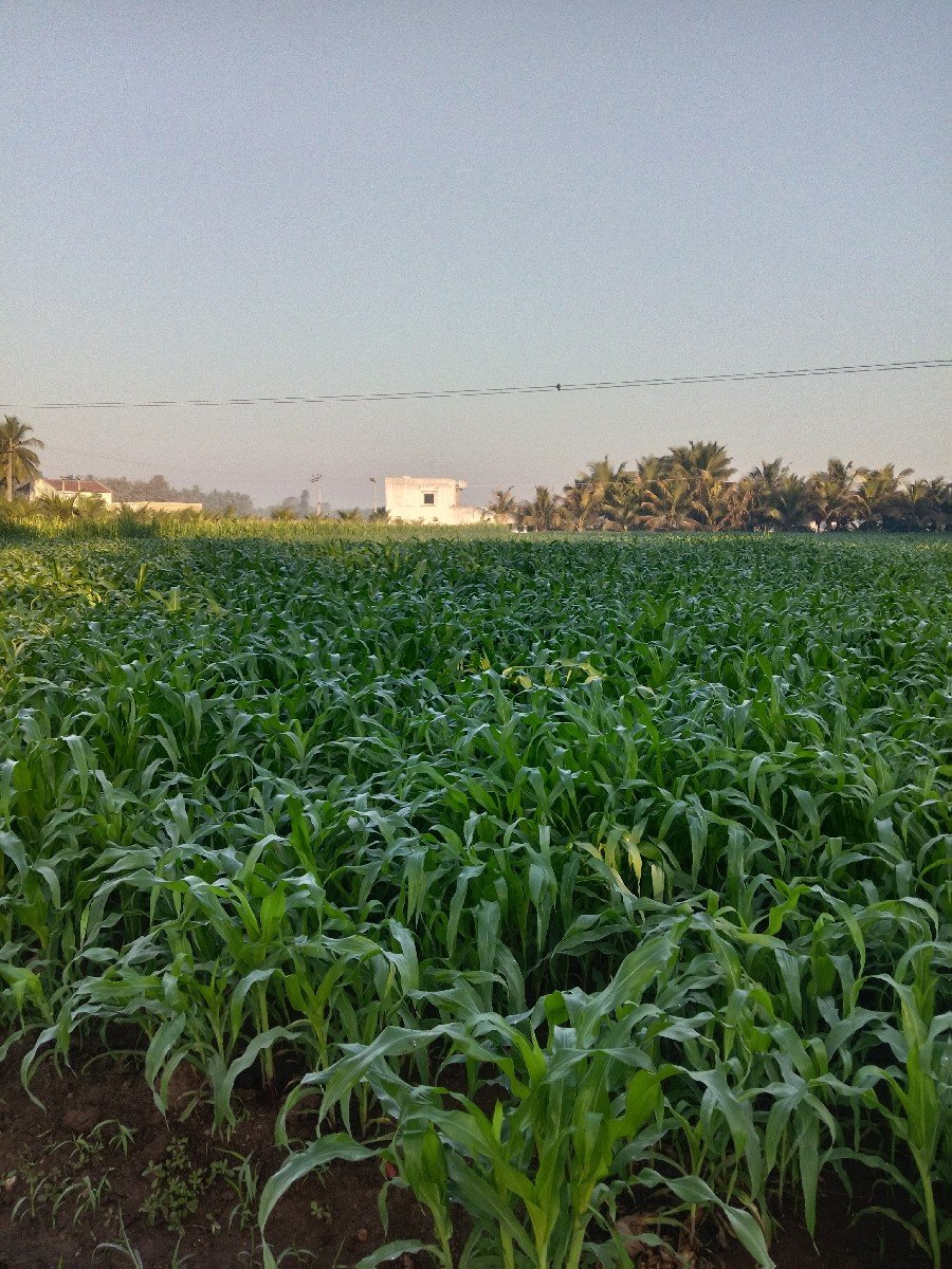 મકાઈ લિલી વેચવાની છે