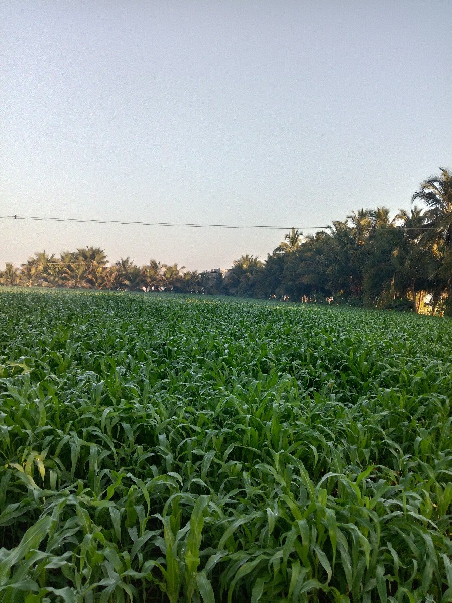 મકાઈ લિલી વેચવાની છે