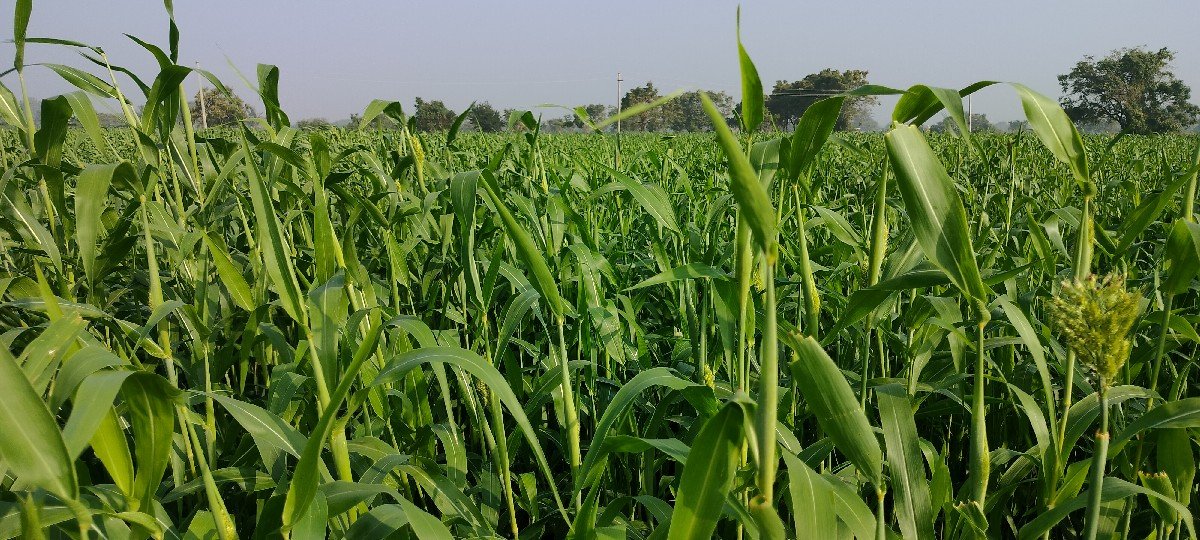 જુવાર વેચવાની છે