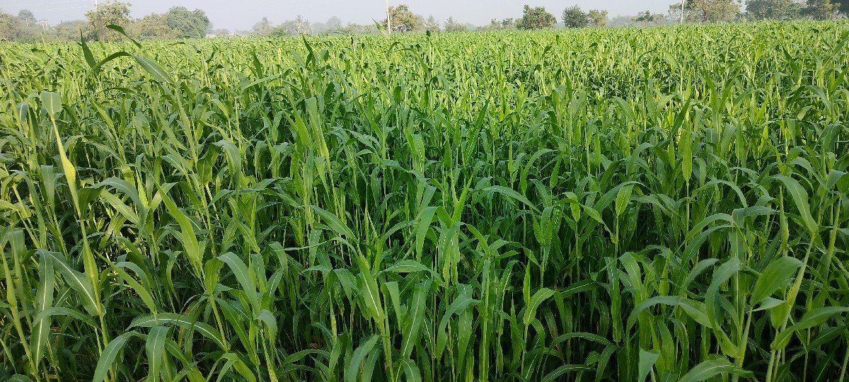 જુવાર વેચવાની છે