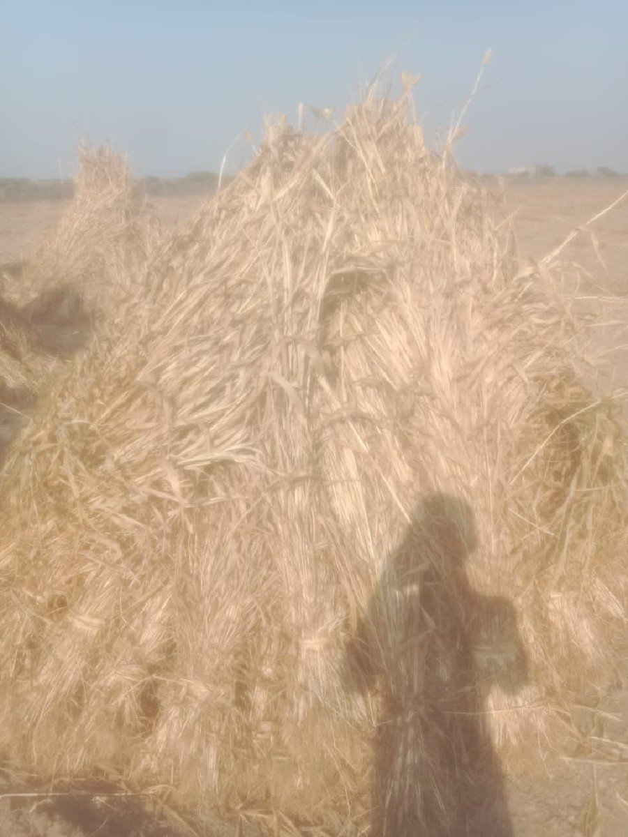નીરણ ના પુરા વેચવા ના છે