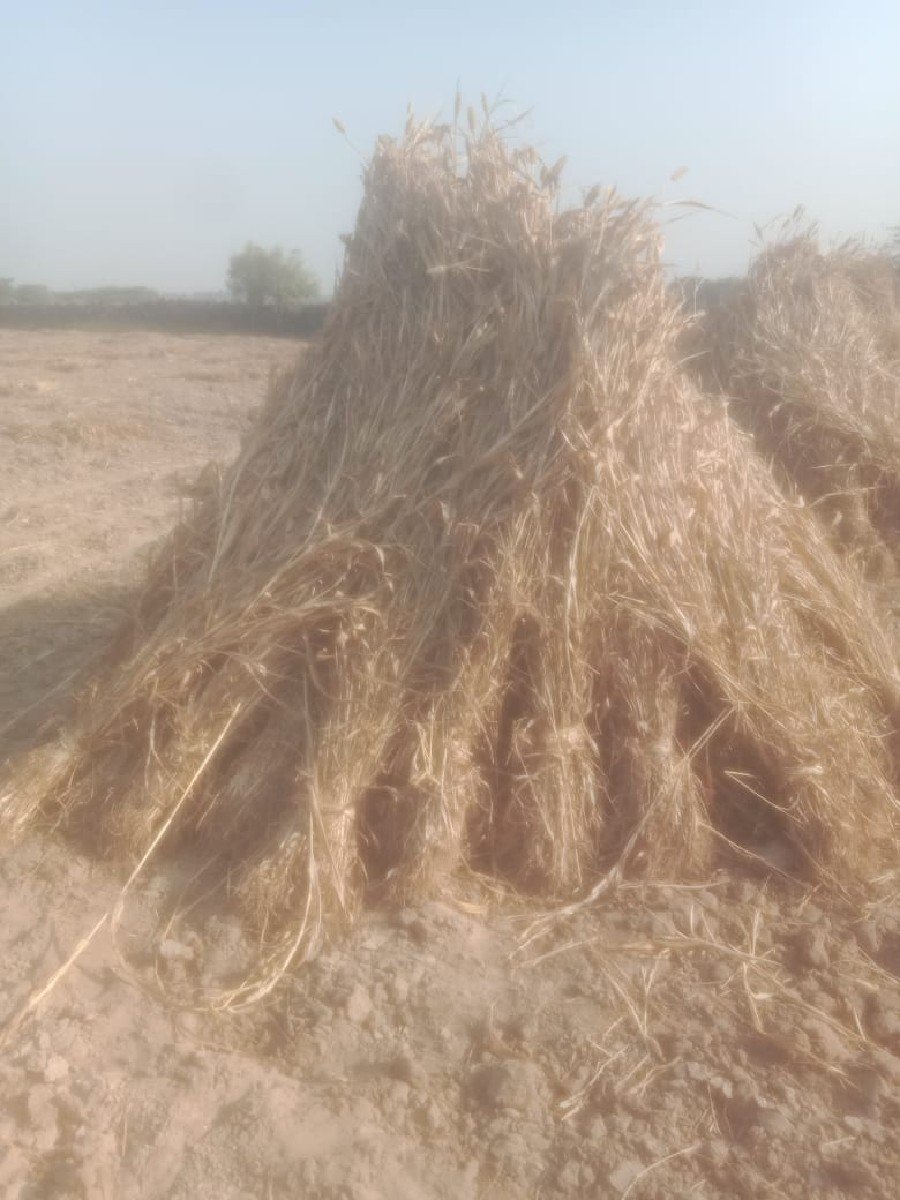 નીરણ ના પુરા વેચવા ના છે