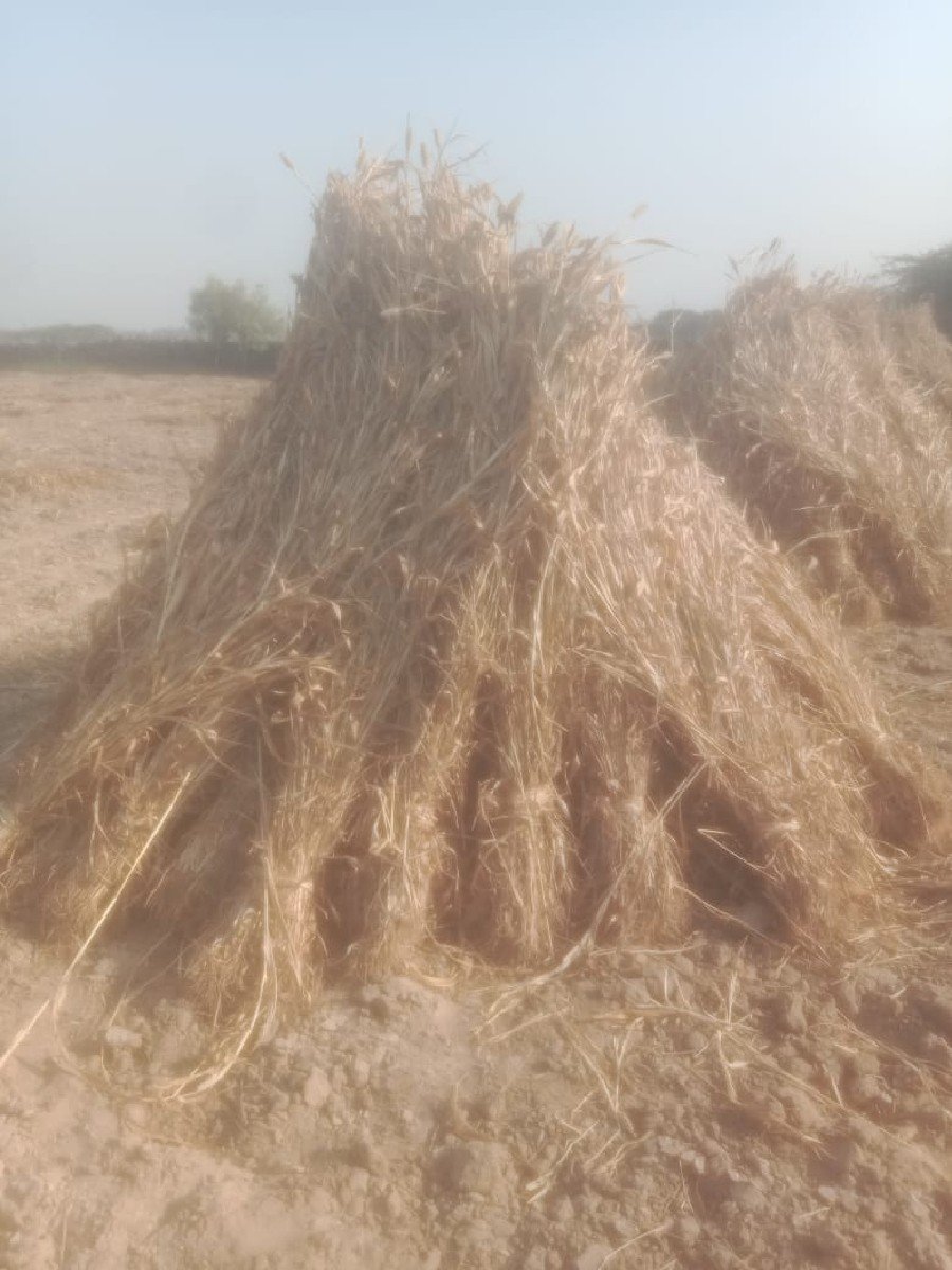 નીરણ ના પુરા વેચવા ના છે
