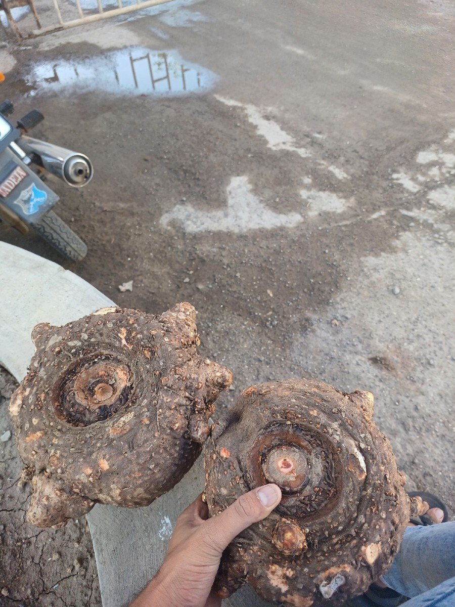 Suran vechvanu chhe