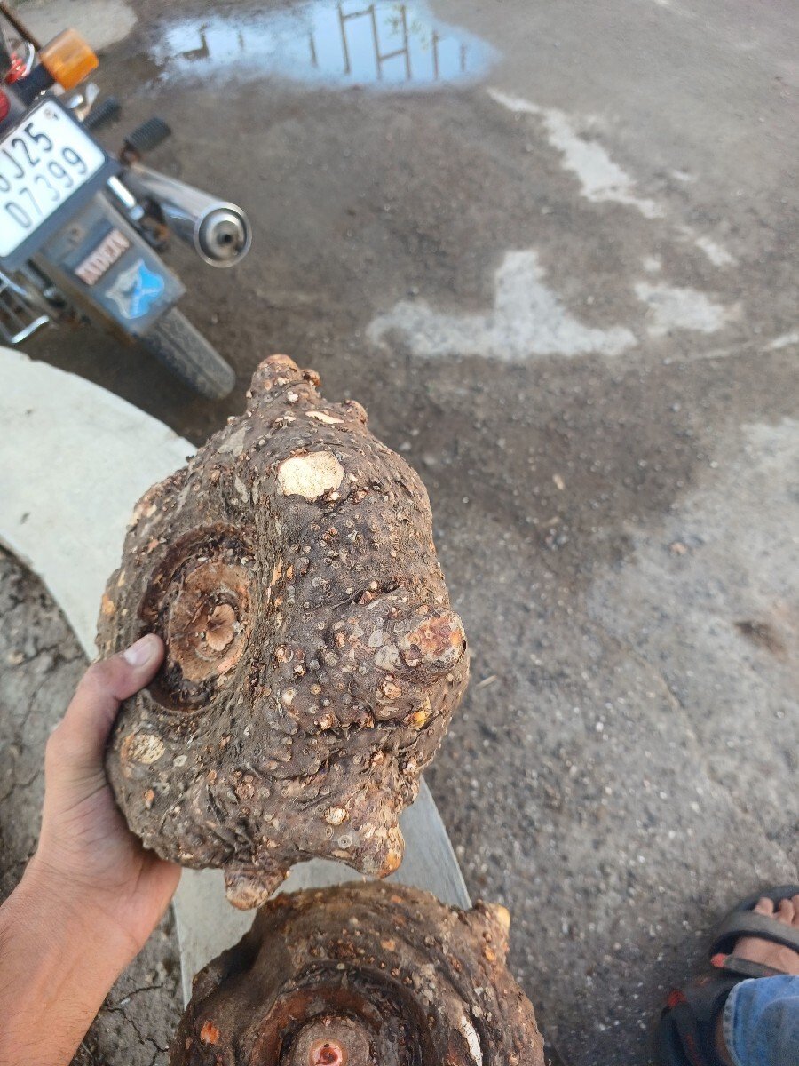 Suran vechvanu chhe