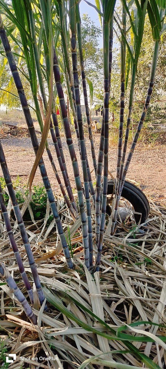 કાળી સેરડી