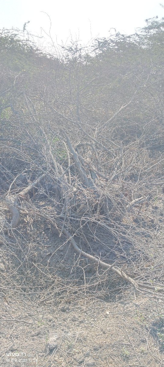 બાવળ ના લાકડા વેસવાના છે