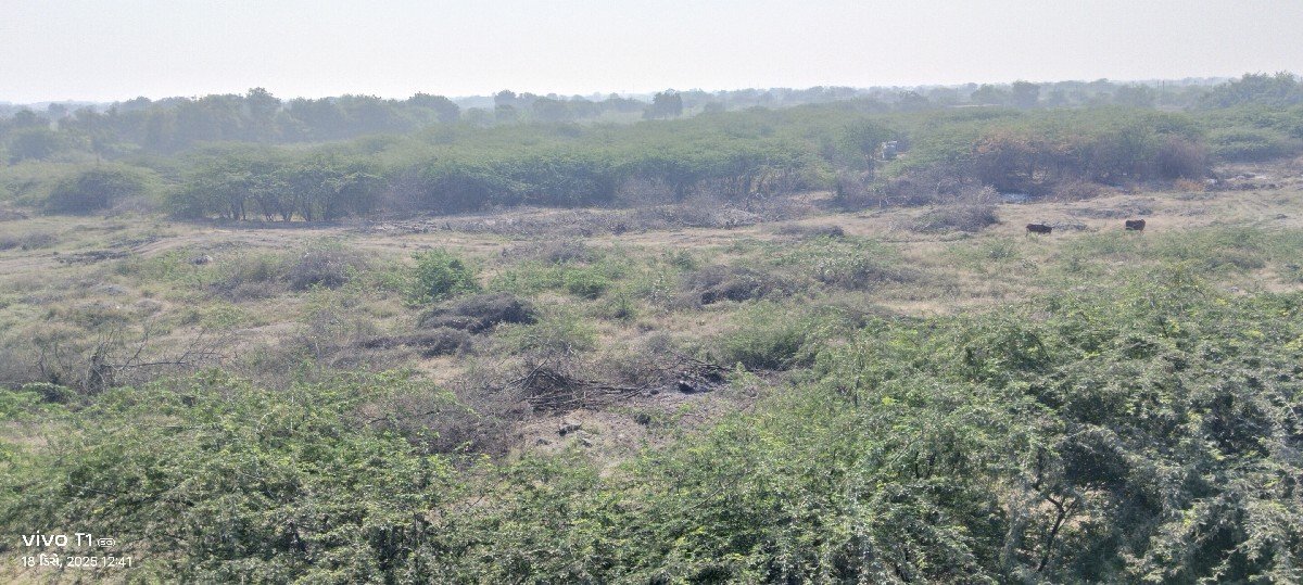 બાવળ ના લાકડા વેસવાના છે