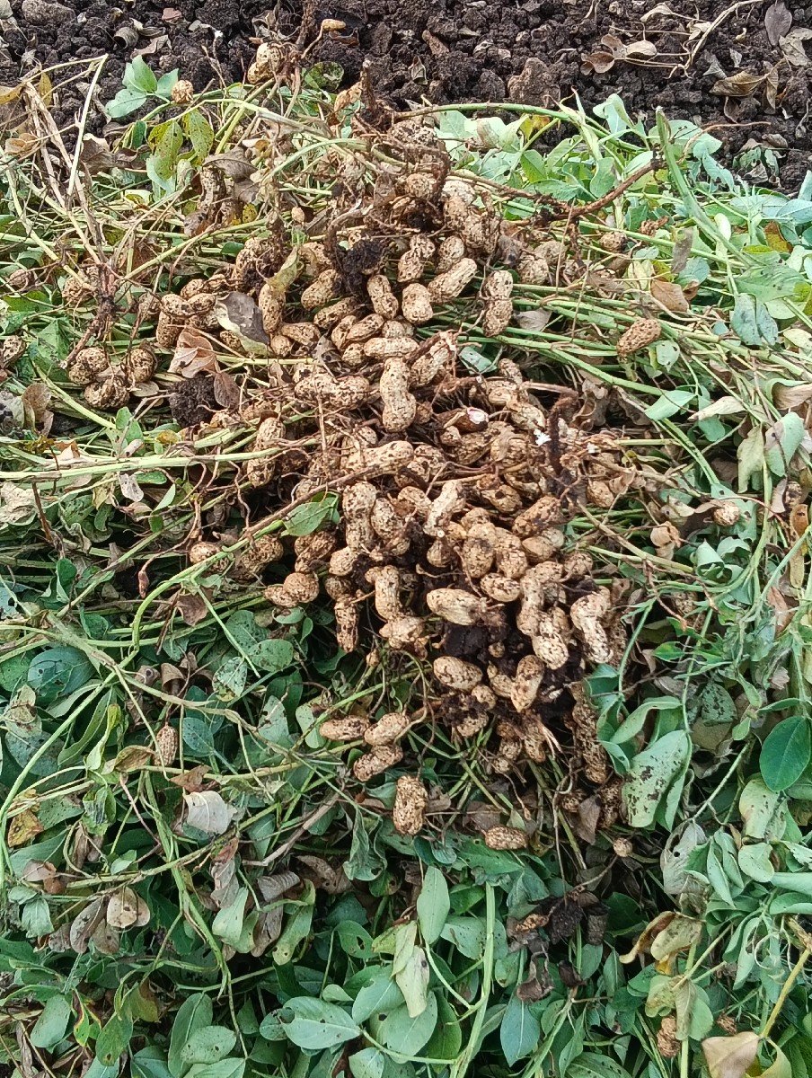 મગફળી 39 નંબર