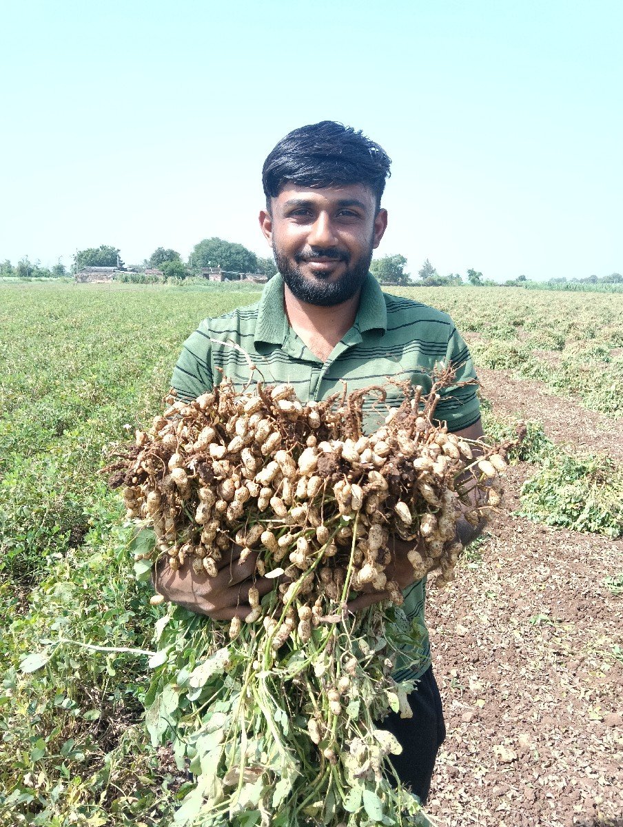 મગફળી 39 નંબર