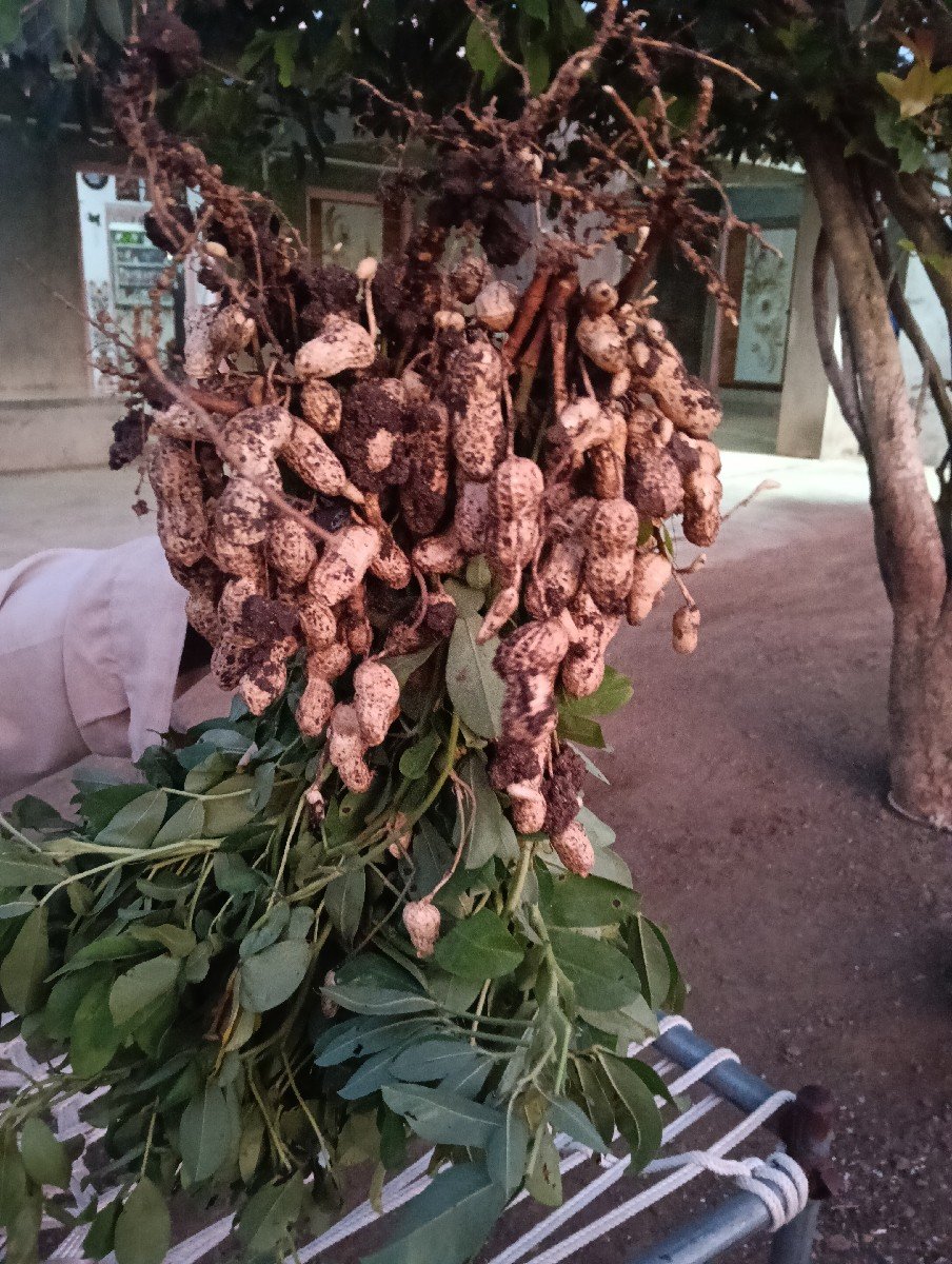 મગફળી 39 નંબર